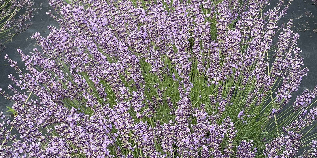 More Than Just a Pretty Flower