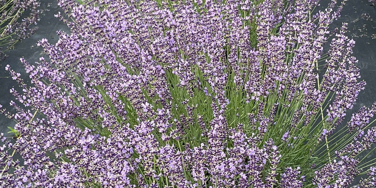 More Than Just a Pretty Flower