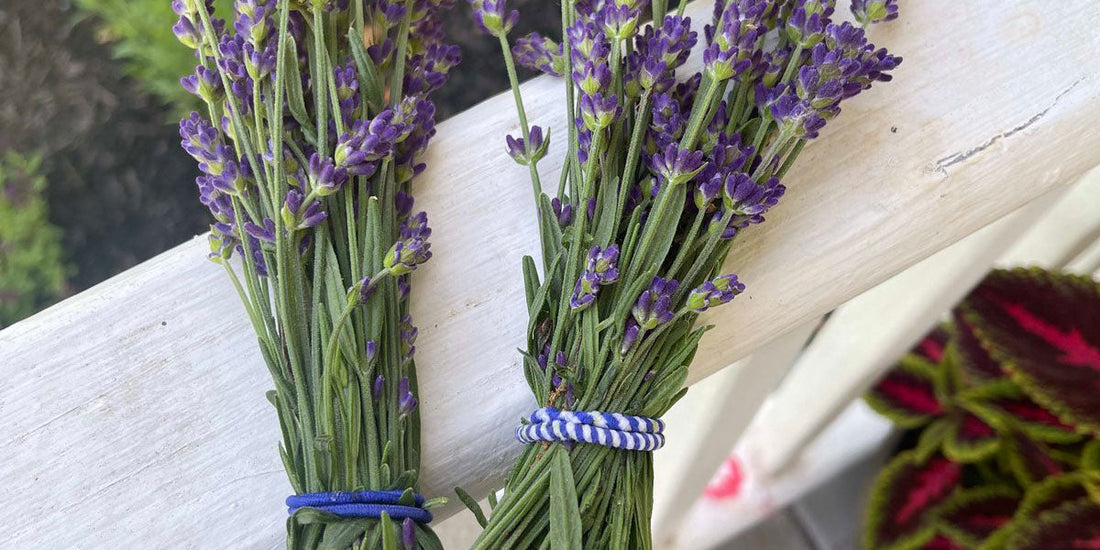 The History and Symbolism of Lavender