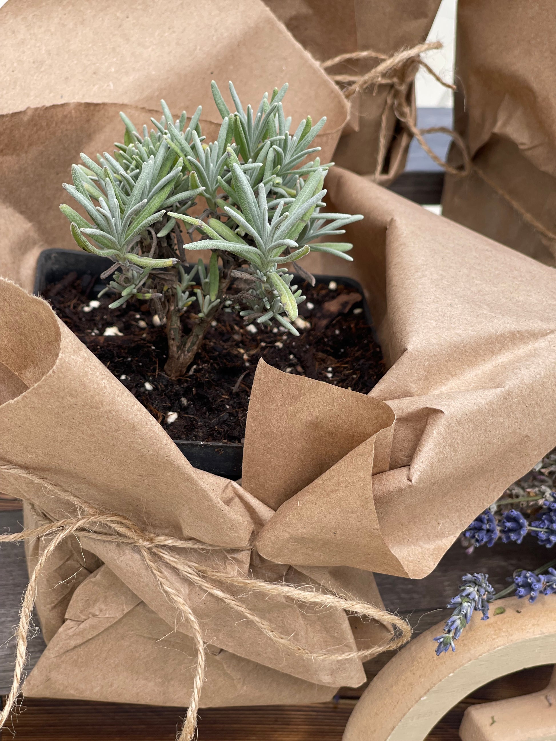 Lavender plants