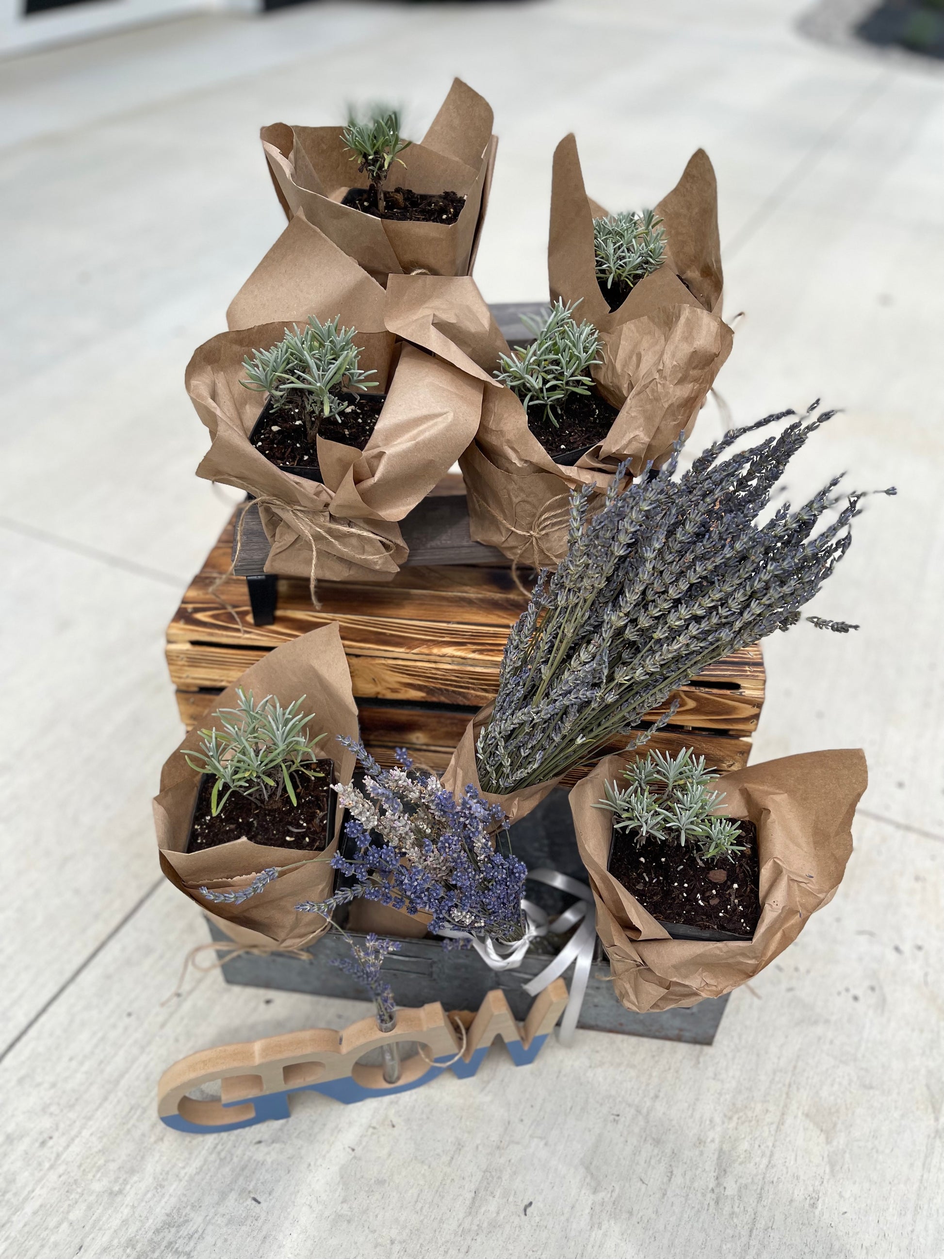 Lavender plants