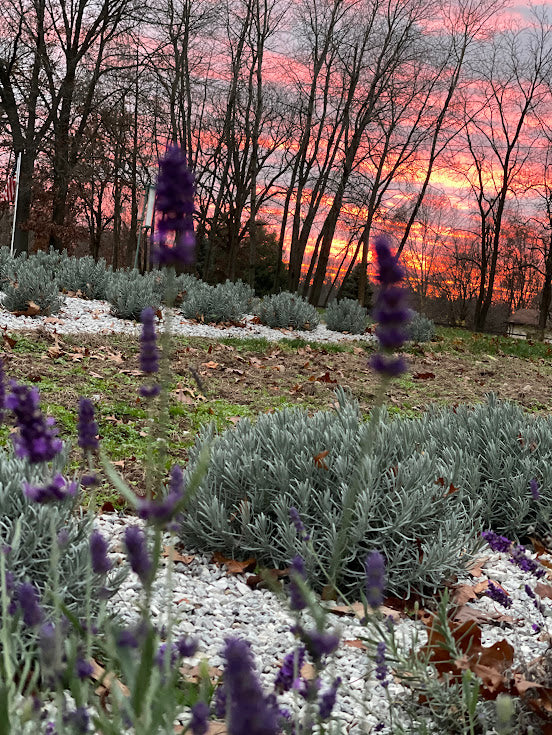 Lavender Farm Tour Experience