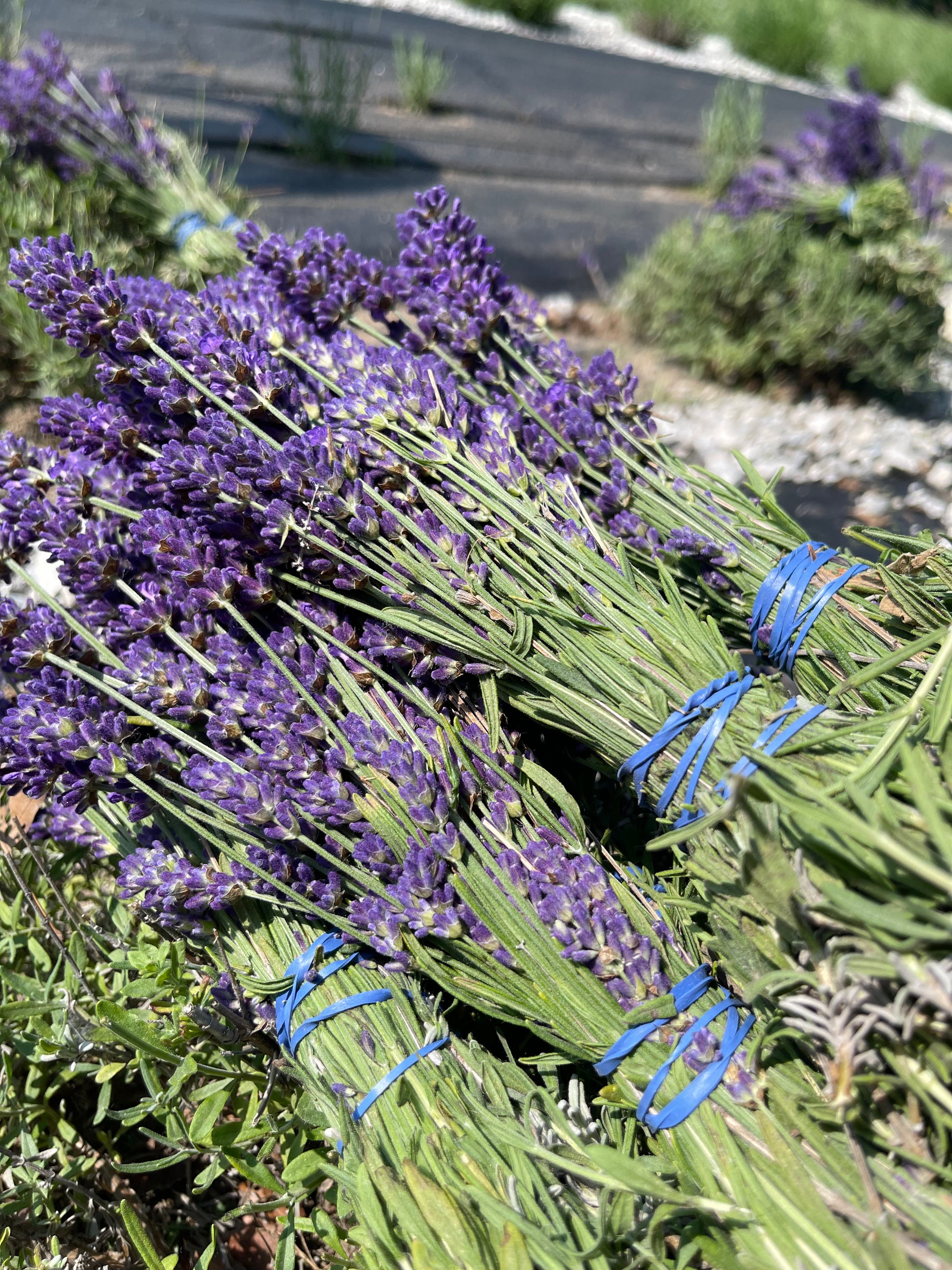 Lavender Farm Tour Experience