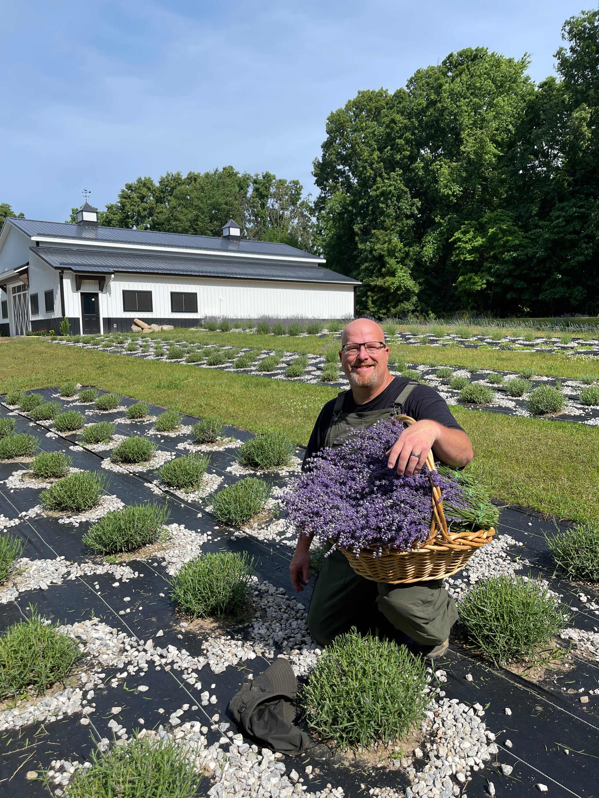 Lavender Farm Tour Experience