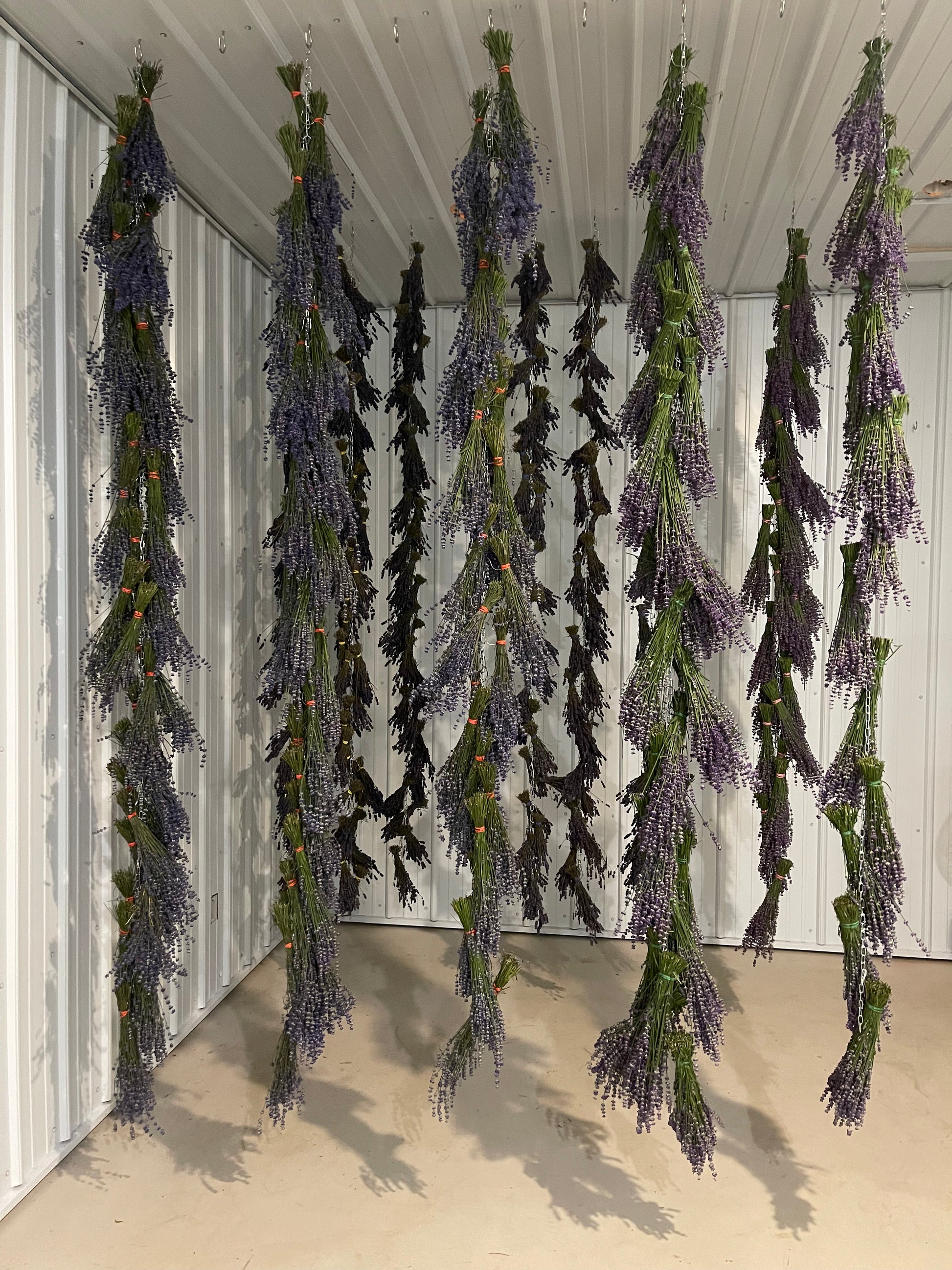 Lavender Farm Tour Experience