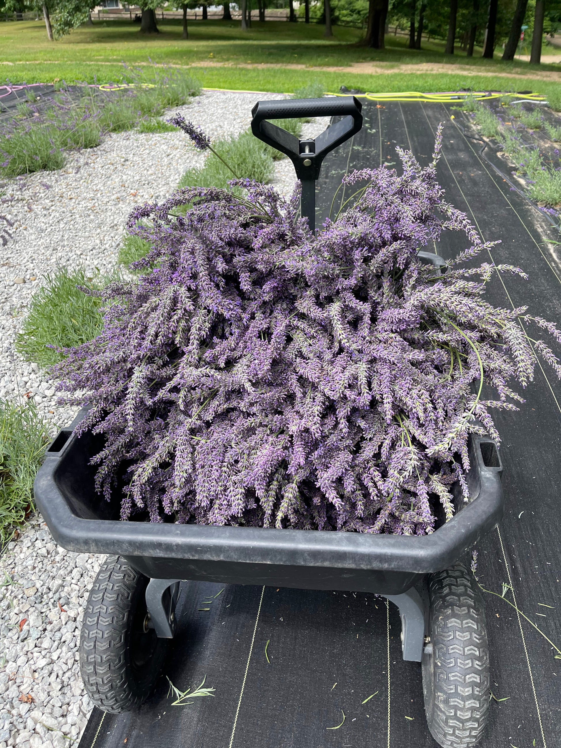 Lavender Farm Tour Experience