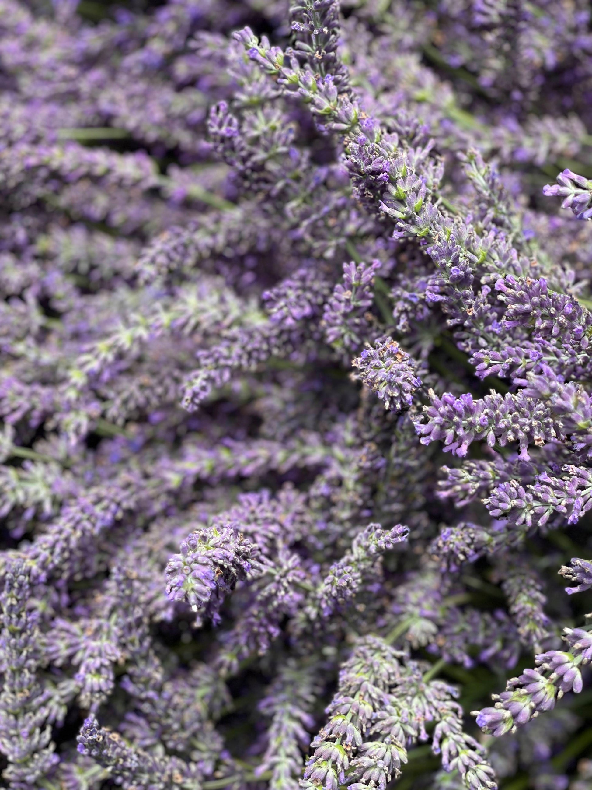 Lavender Farm Tour Experience