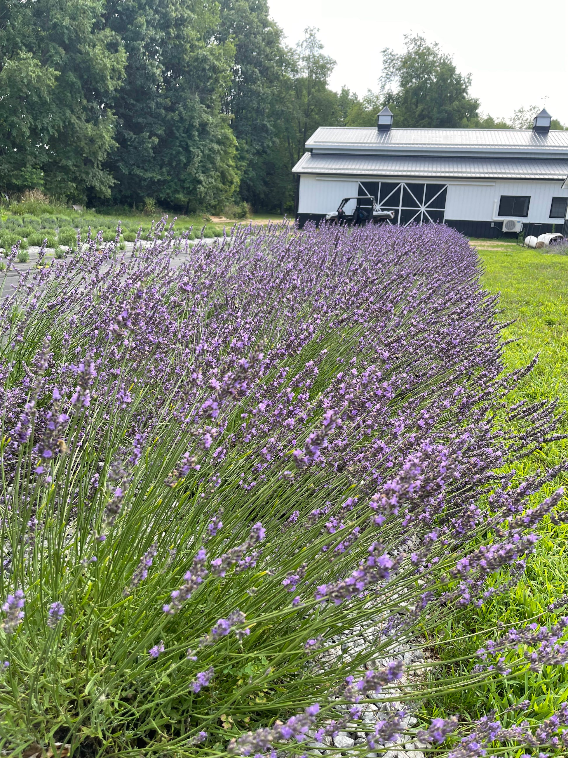 Lavender Farm Tour Experience