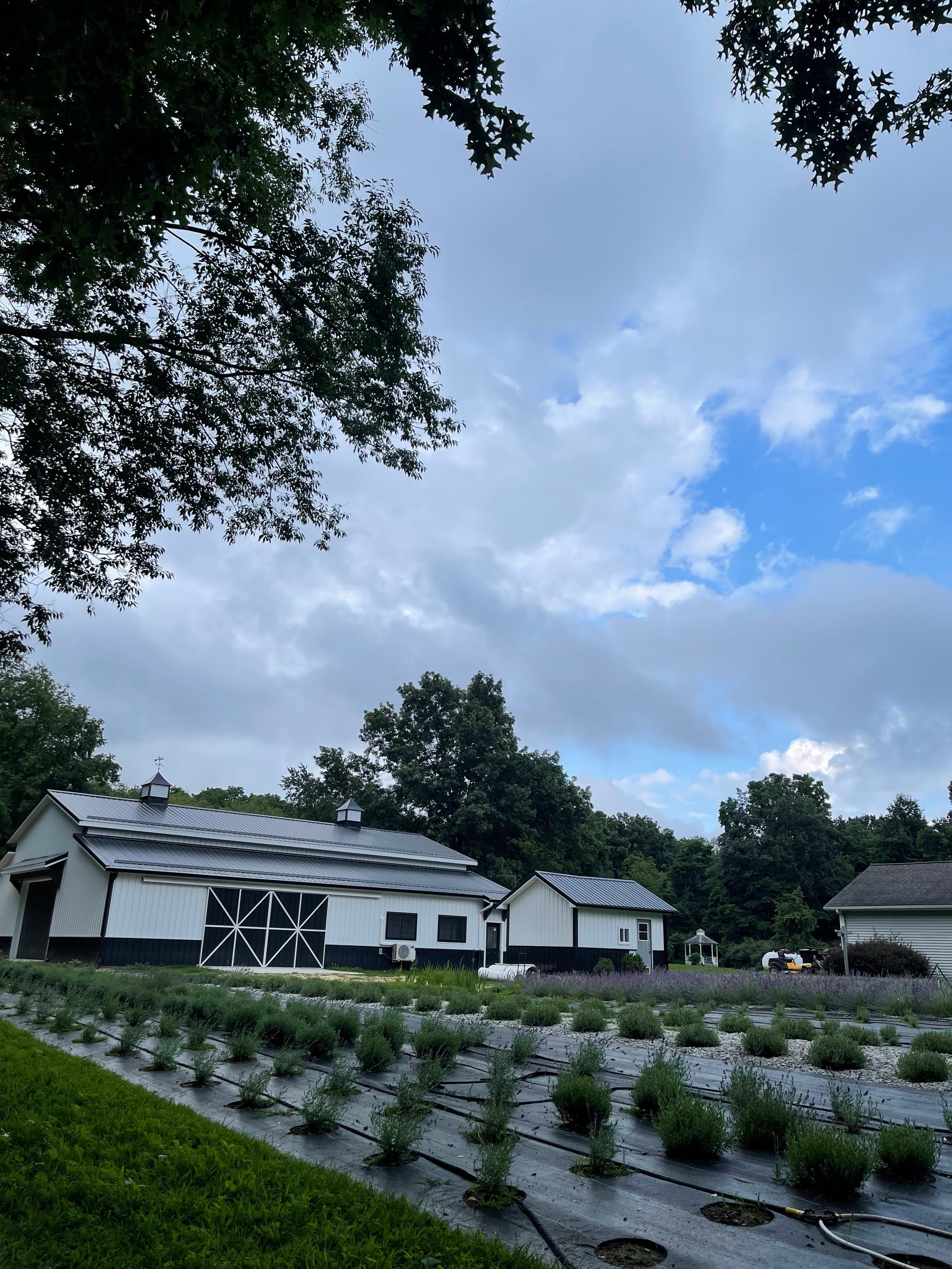 Lavender Farm Tour Experience