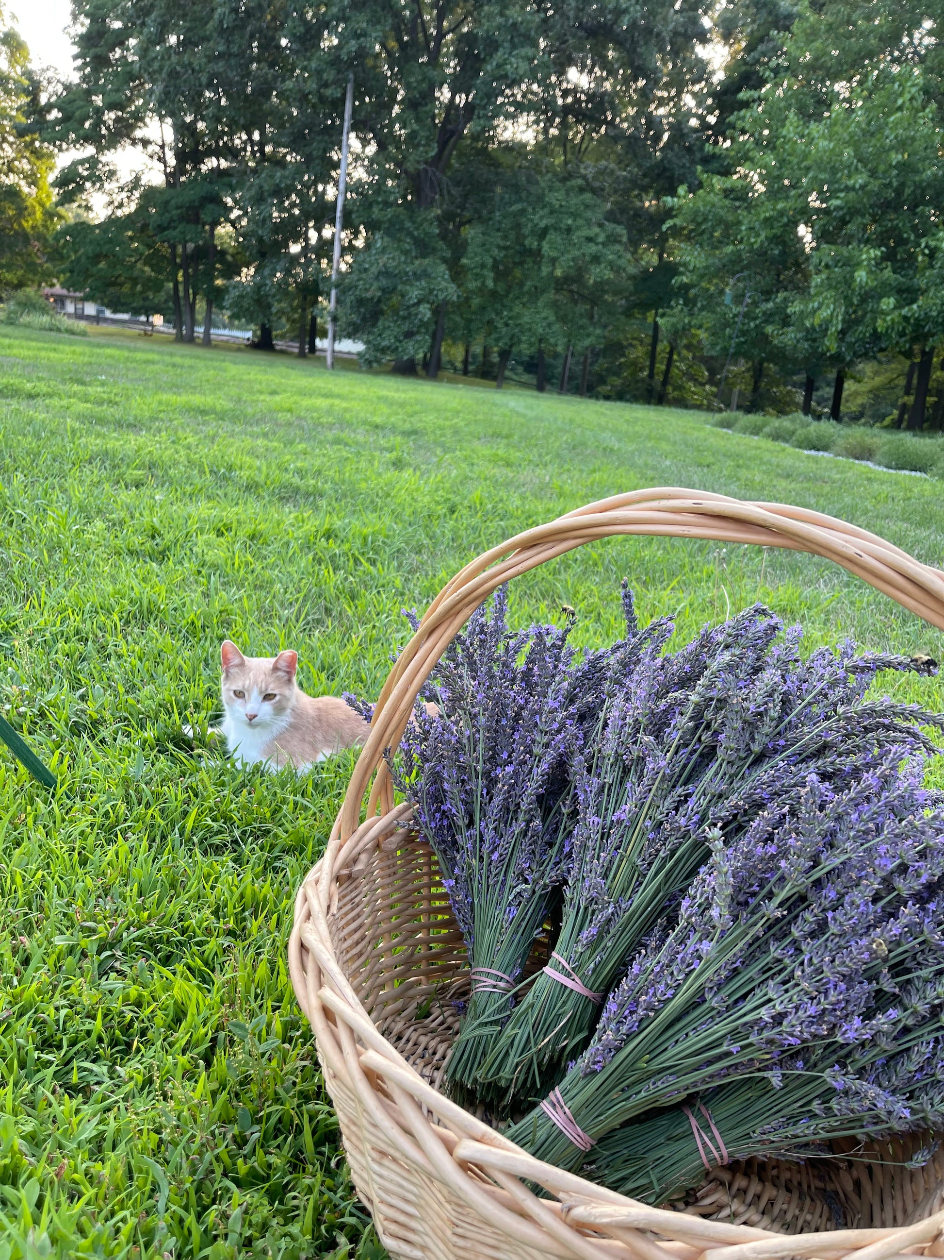 Lavender Farm Tour Experience