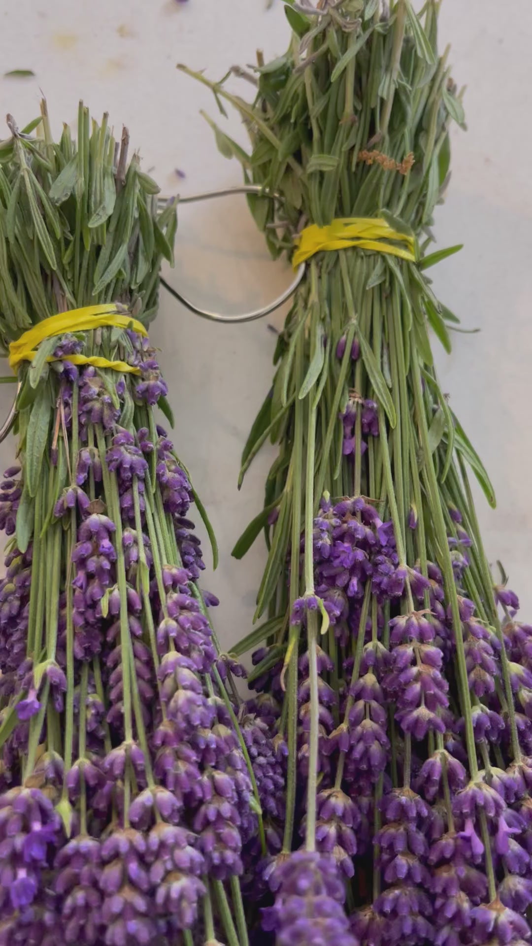 Lavender Farm Tour Experience