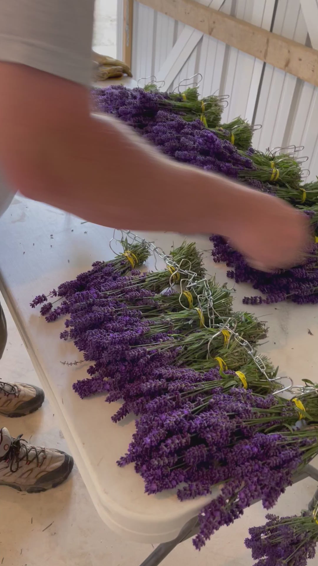 Lavender Farm Tour Experience